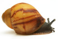 Archachatina marginata candefacta Cameroon striped juvenil